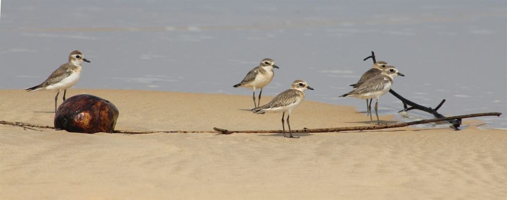 Lesser Sand-Plover