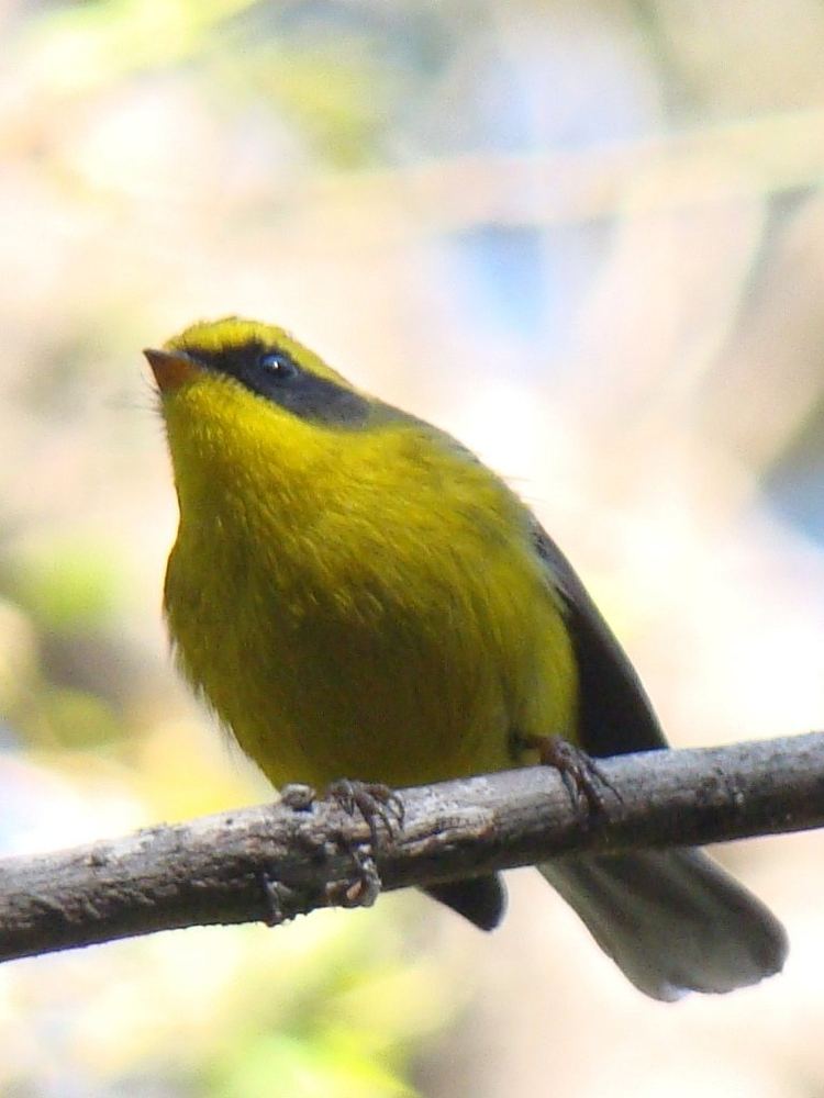 Chelidorhynx hypoxantha