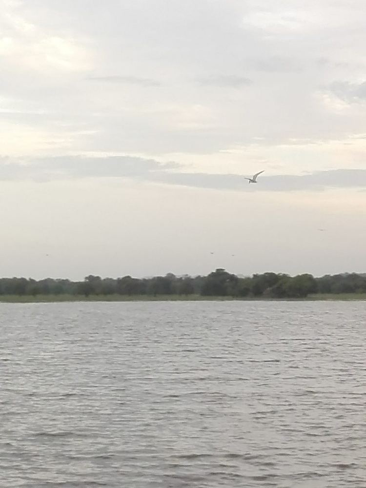 Whiskered Tern
