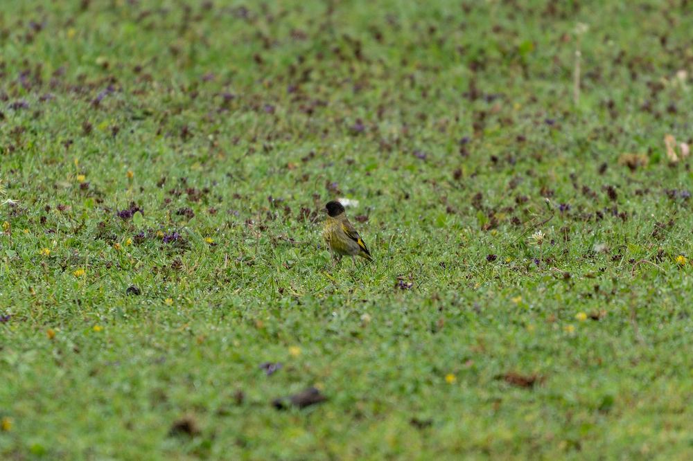 Black-headed Greenfinch