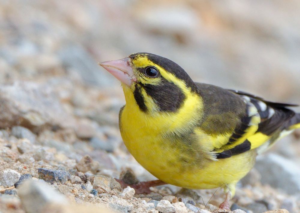 Yellow-breasted Greenfinch