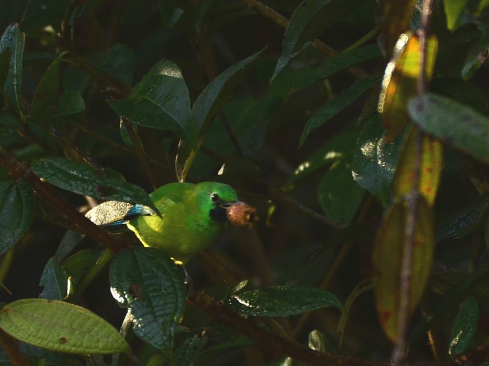 Blue-winged Leafbird
