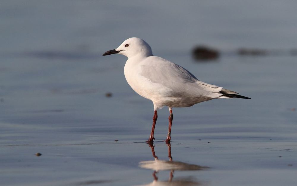 Slender-billed Gull