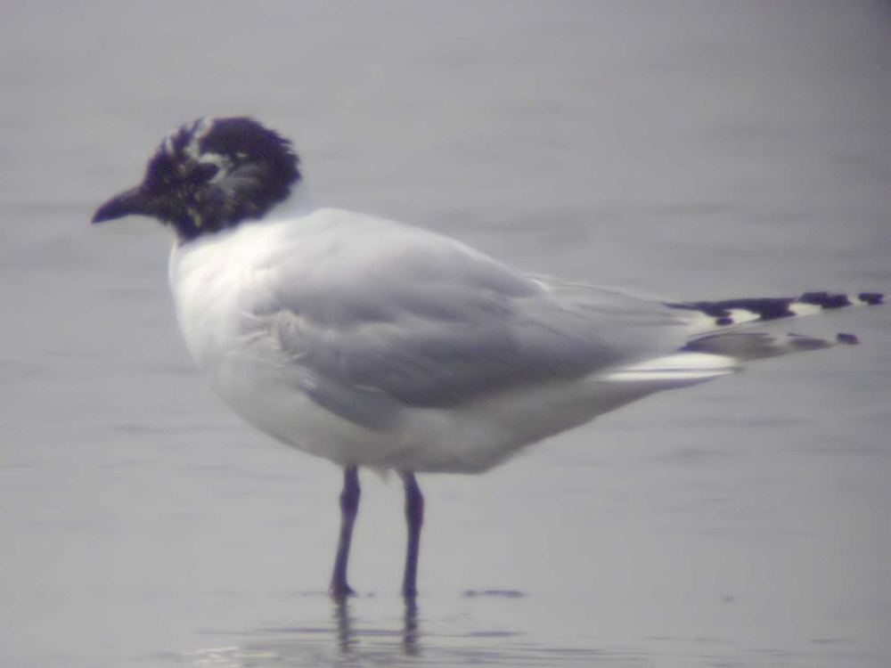 Saunders's Gull