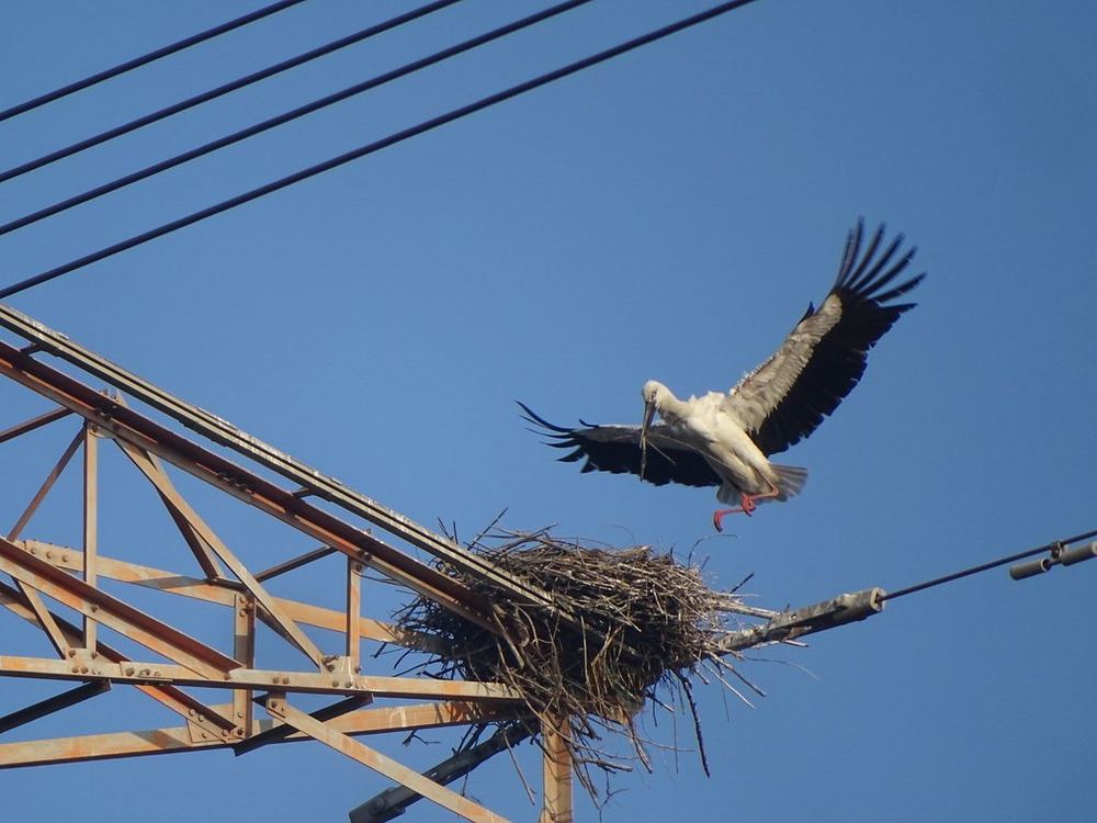 Oriental Stork