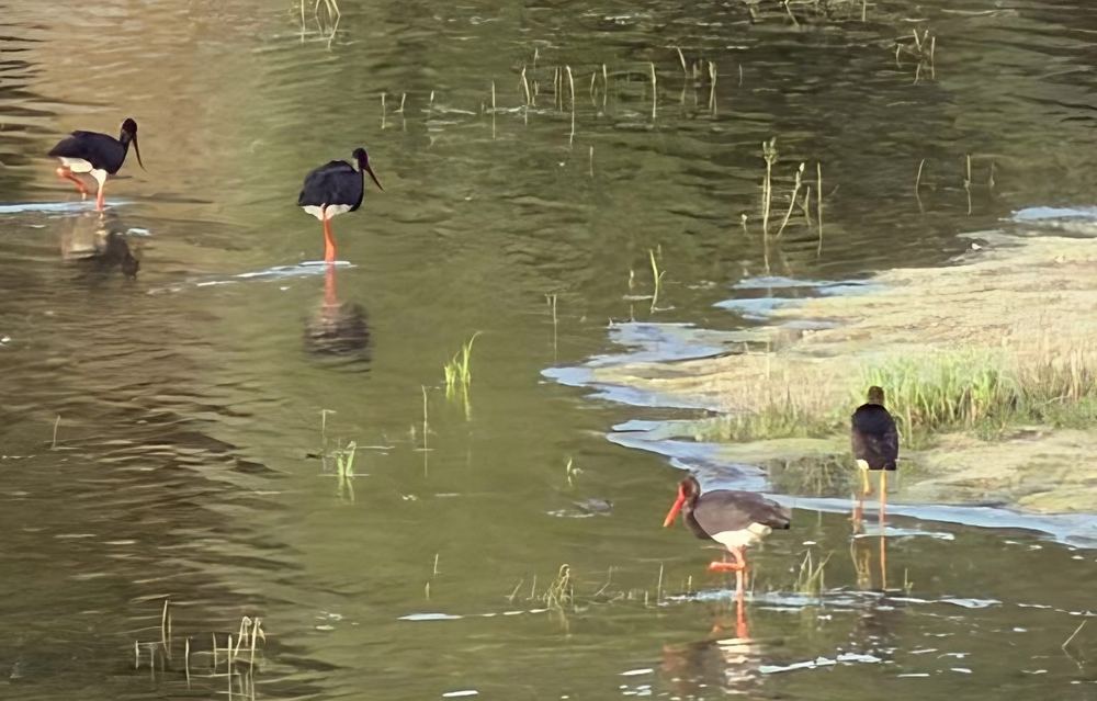 Black Stork