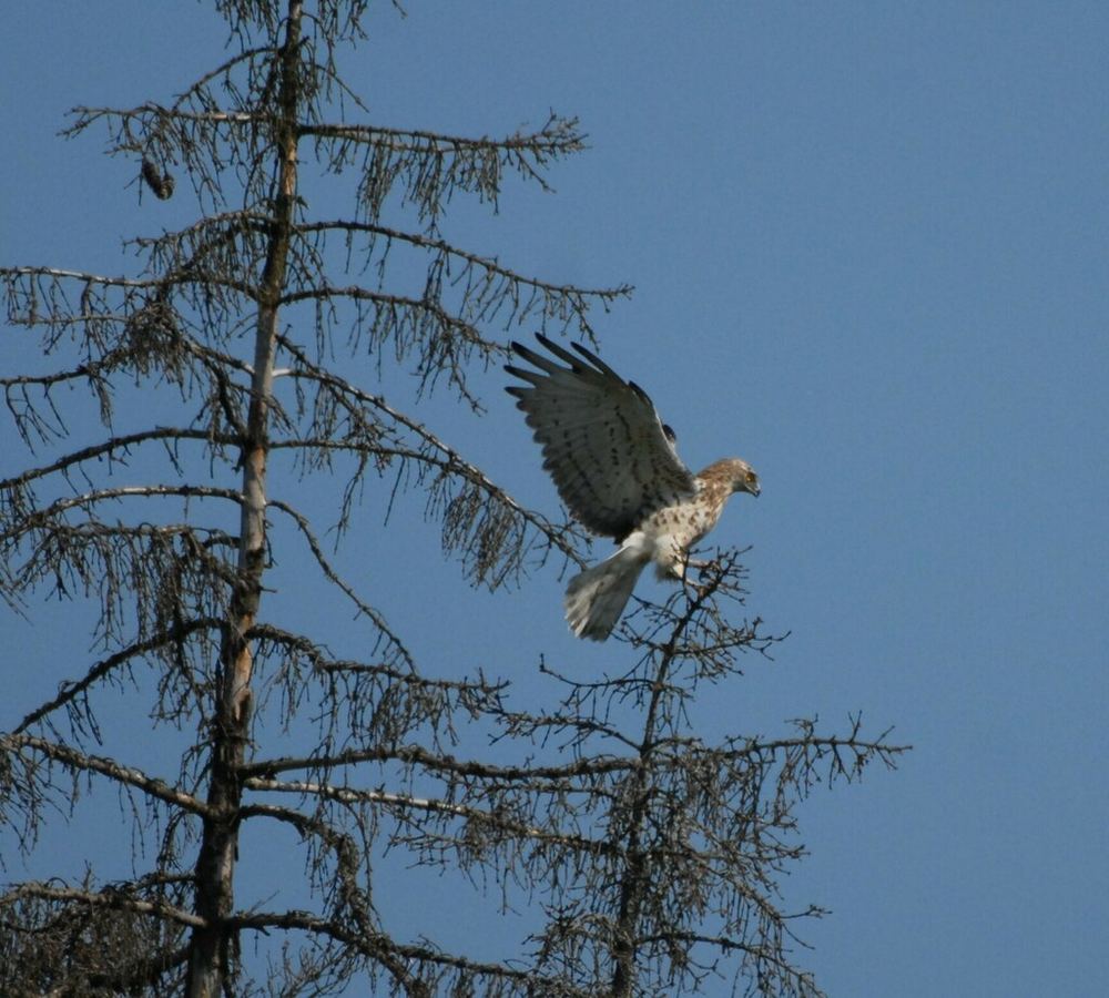 Short-toed Snake Eagle
