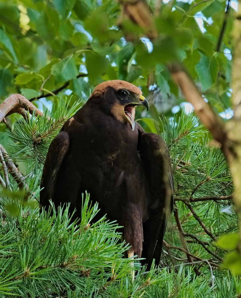 Eurasian Marsh-Harrier