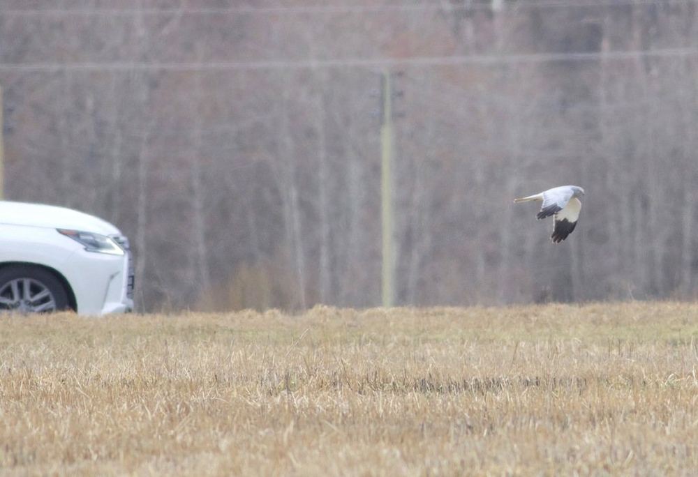Hen Harrier
