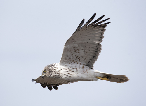 Eastern Marsh-Harrier