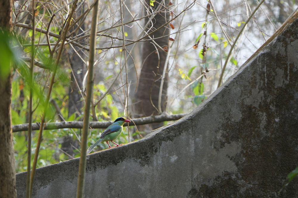 Common Green Magpie