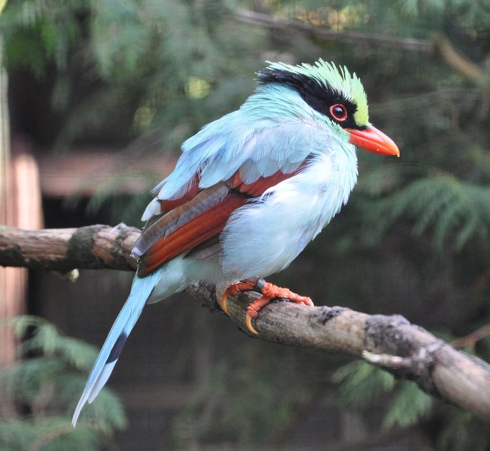 Indochinese Green Magpie