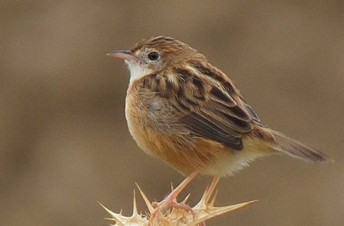 Zitting Cisticola