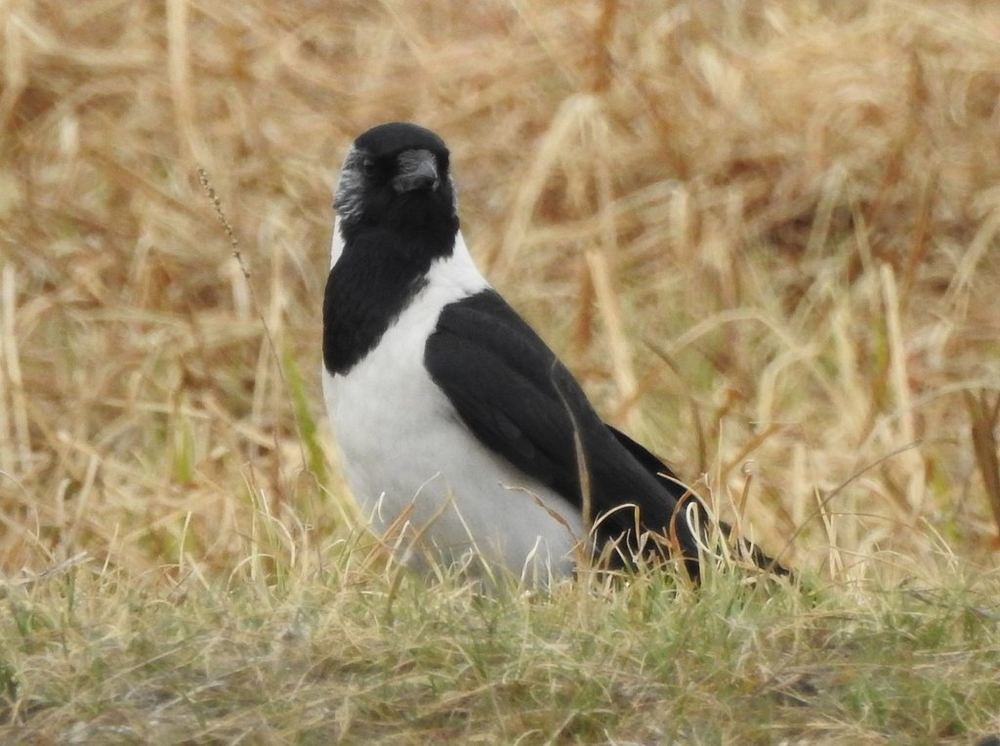 Daurian Jackdaw