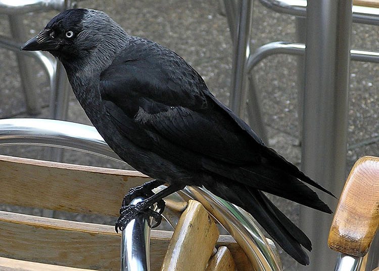 Western Jackdaw
