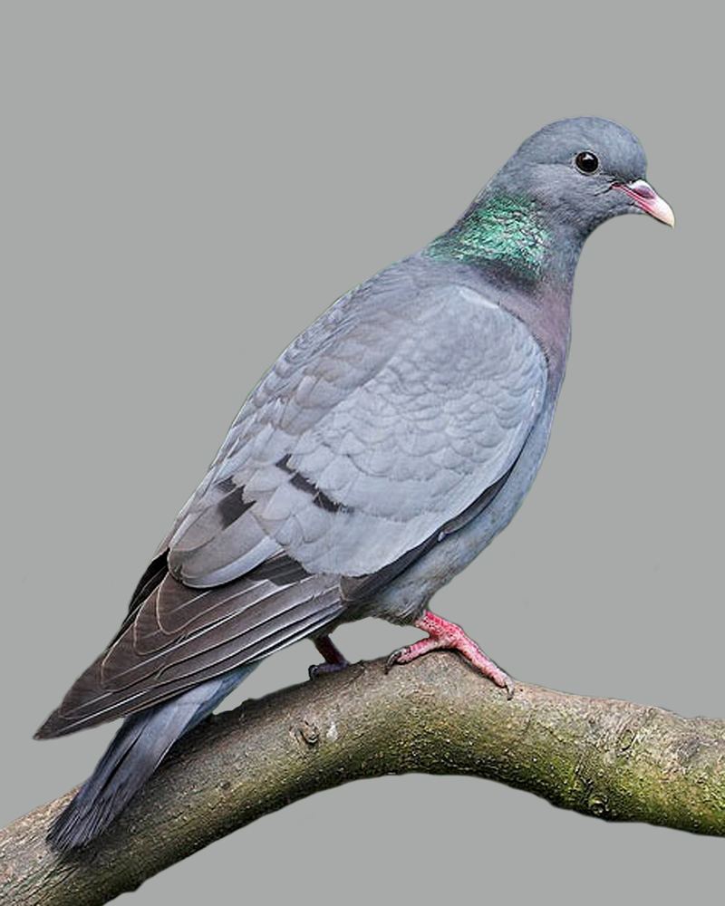 Columba oenas