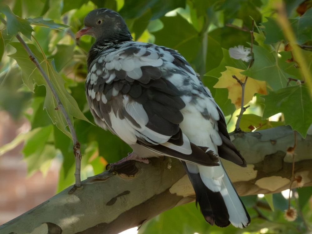 Common Woodpigeon