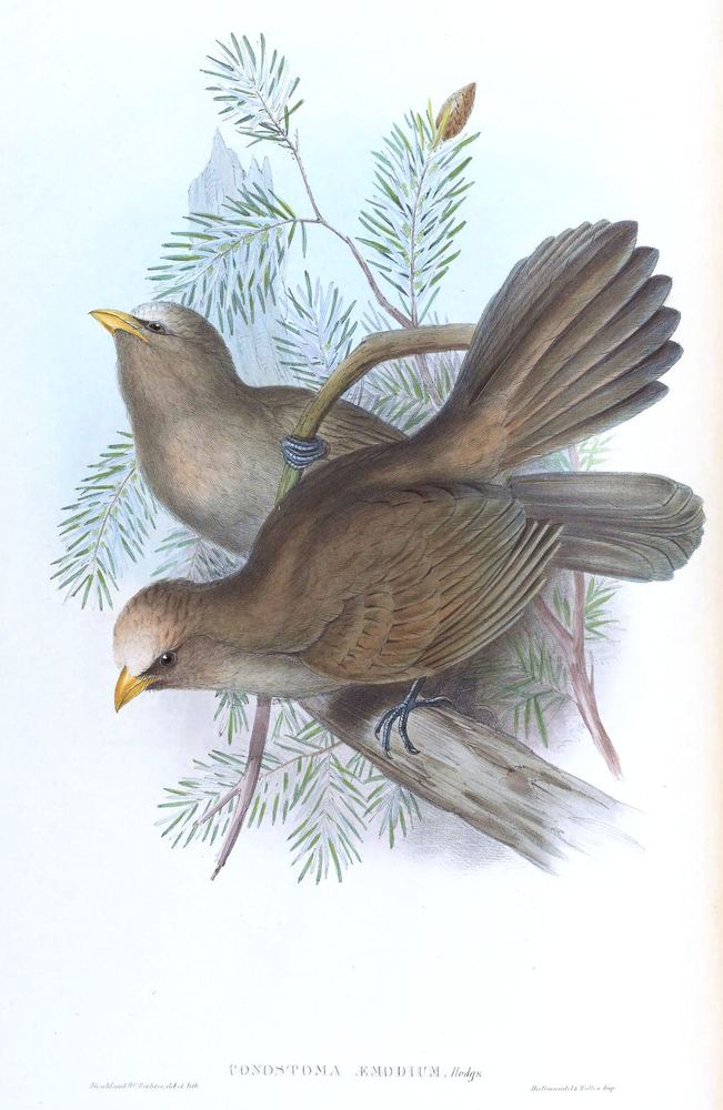 Great Parrotbill
