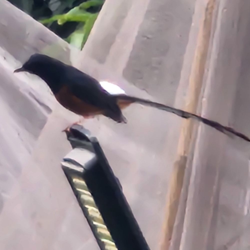 White-Rumped Shama