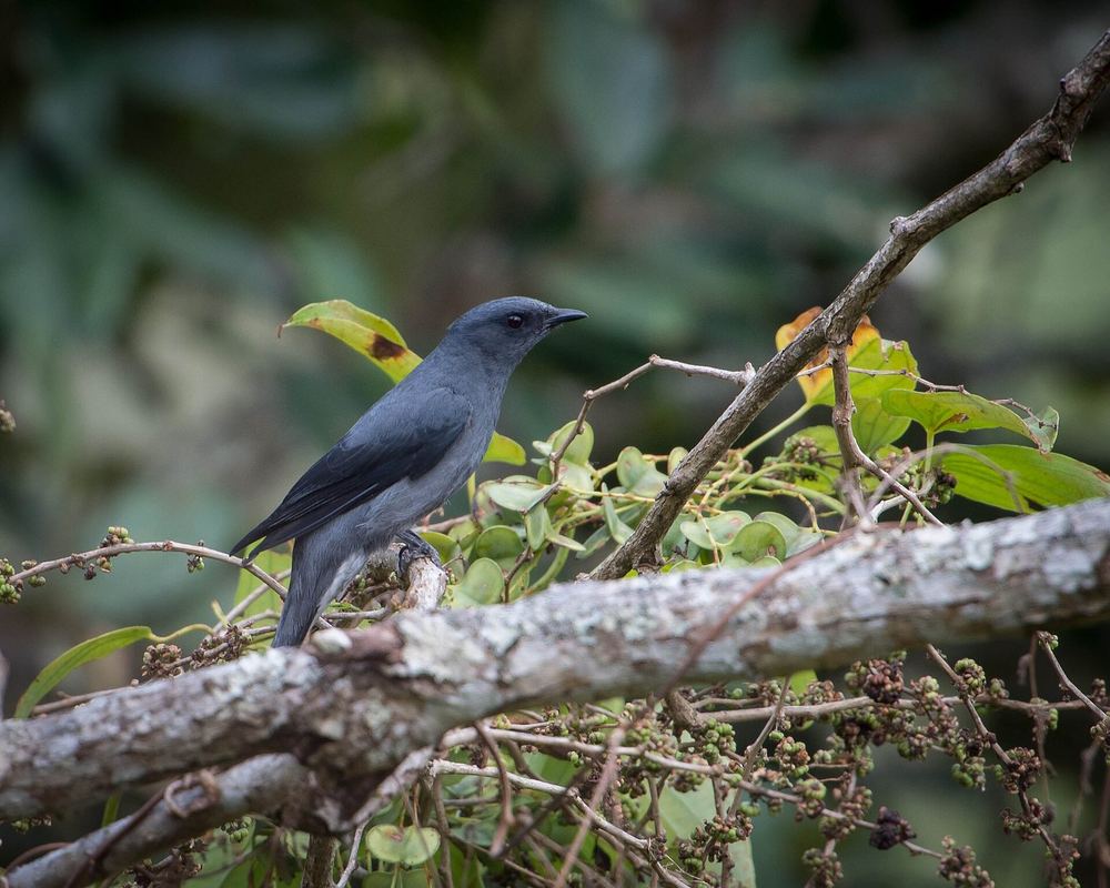 Black-winged Cuckooshrike