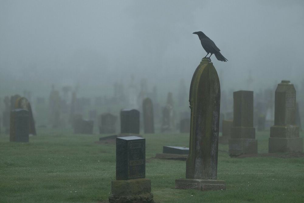 Northern Raven