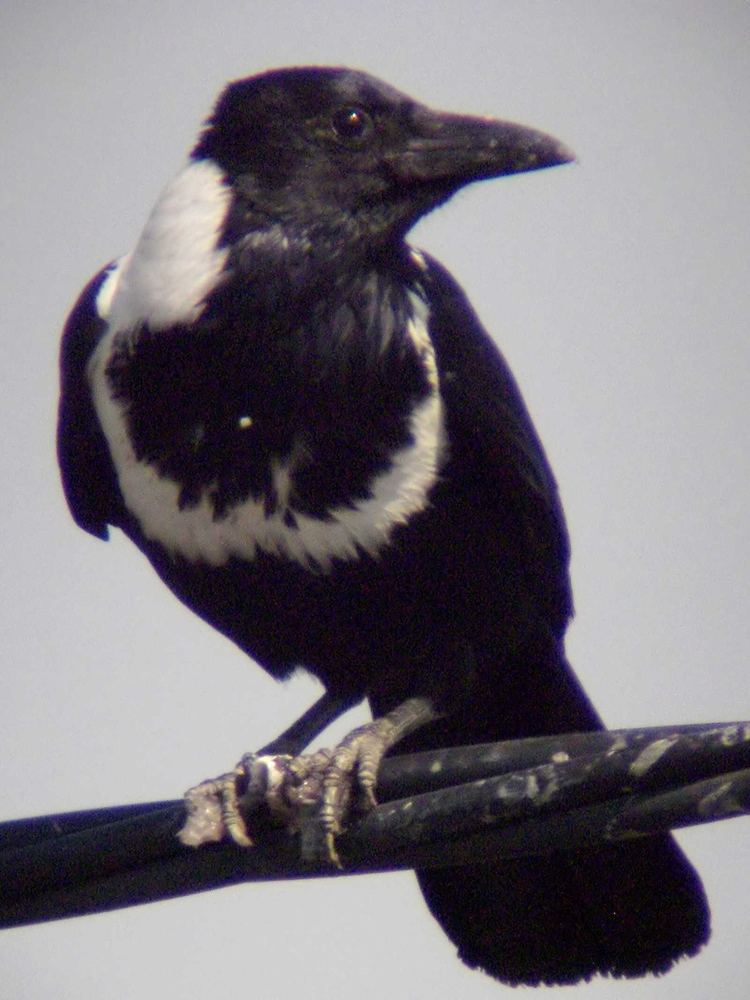 Corvus pectoralis