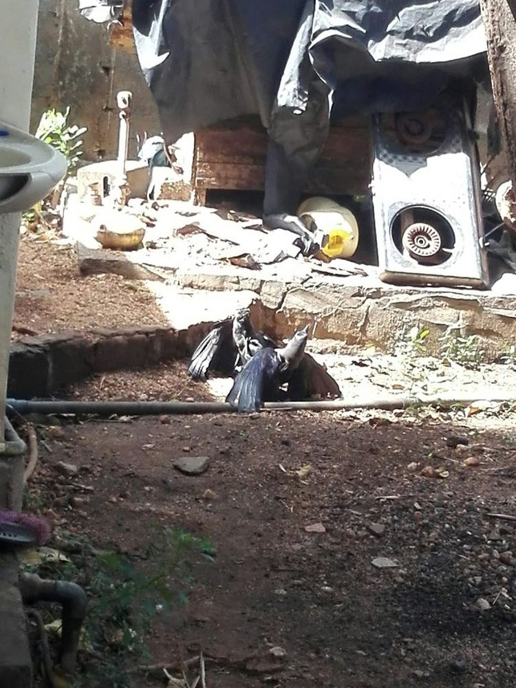 House Crow