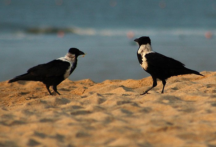 Corvus torquatus