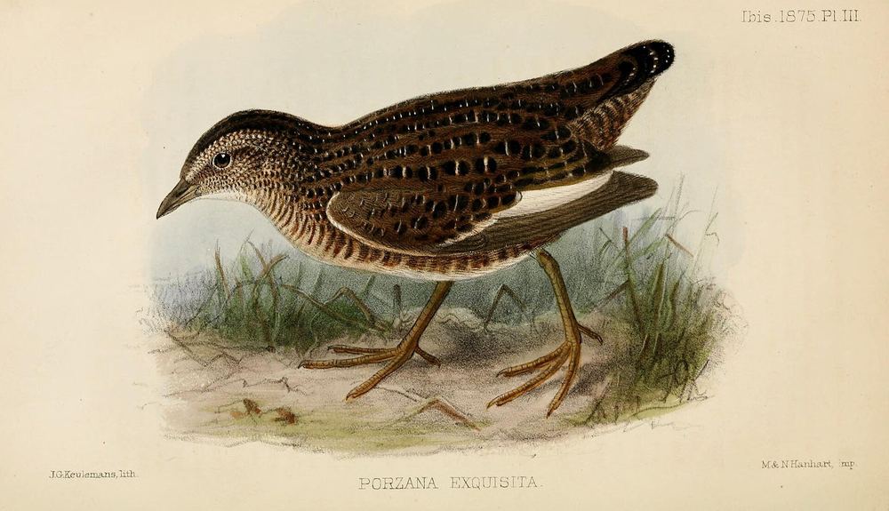 Coturnicops exquisitus