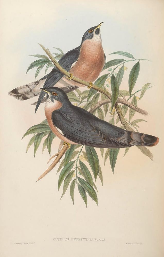 Cuculus hyperythrus