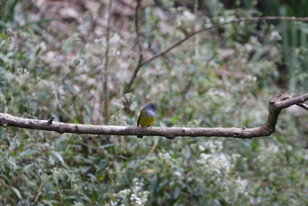 Grey-headed Canary-Flycatcher