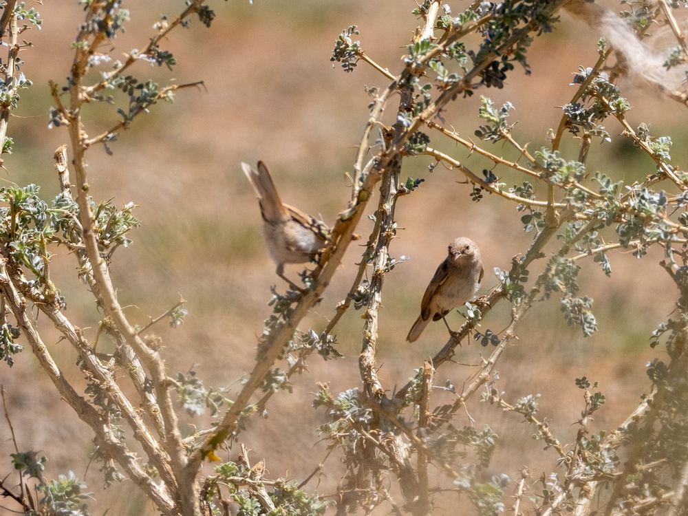 Asian Desert Warbler