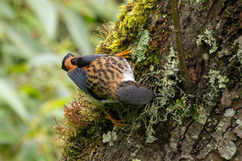 Himalayan Cutia