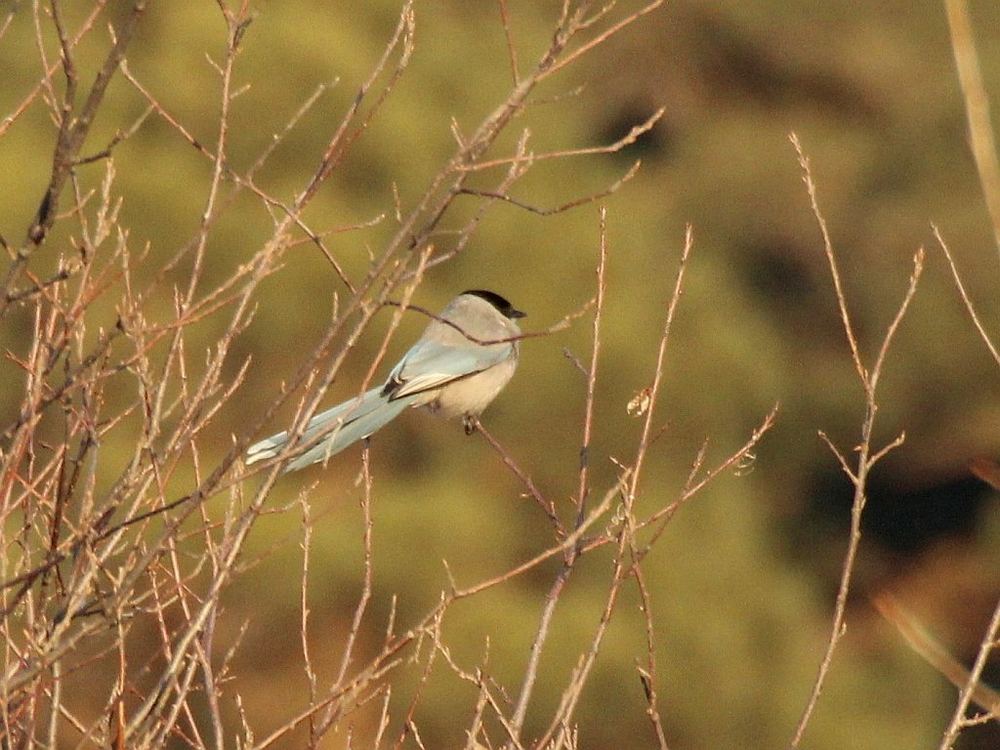 Azure-winged Magpie
