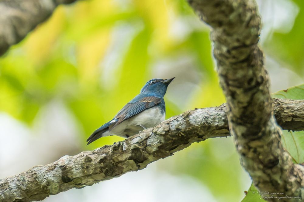 Zappey's Flycatcher