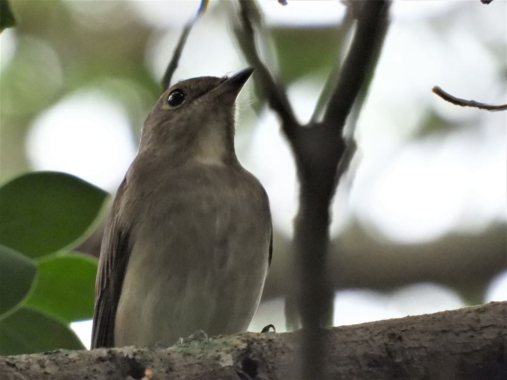 Blue-And-White Flycatcher