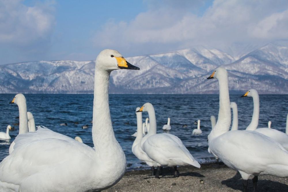 Whooper Swan