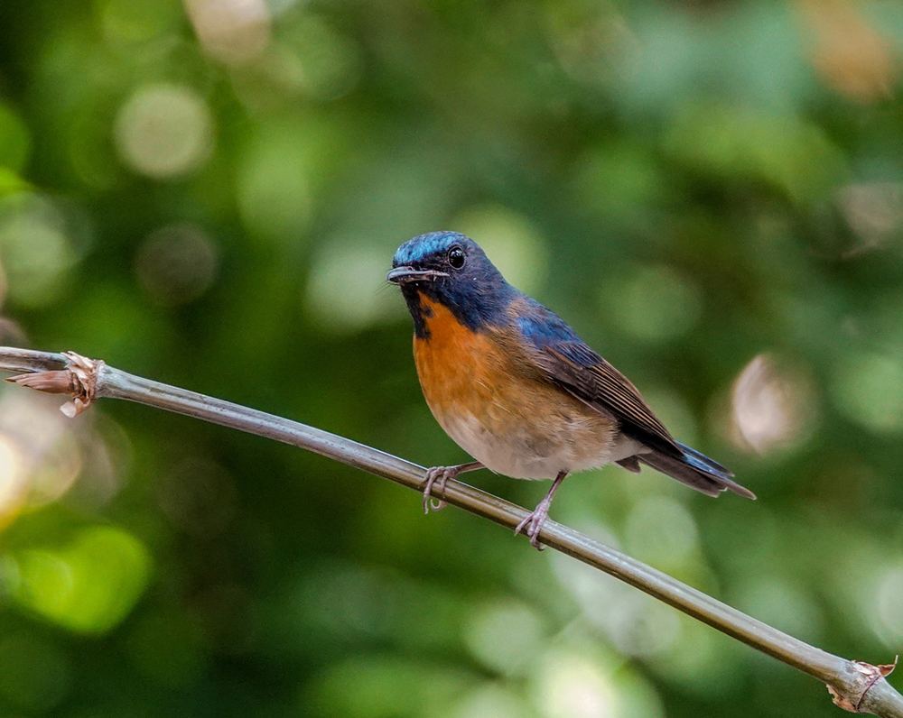 Chinese Blue Flycatcher