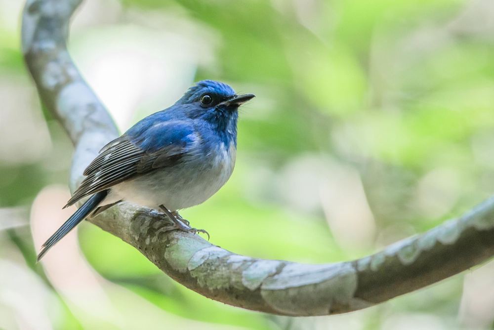 Hainan Blue Flycatcher