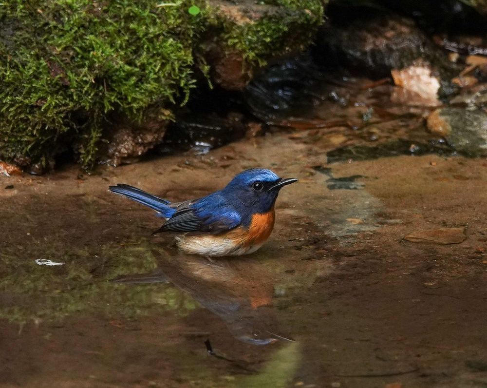 Blue-throated Flycatcher