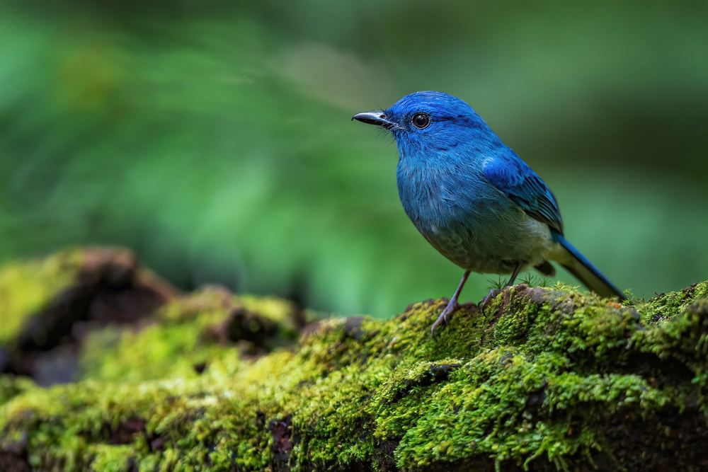 Pale Blue Flycatcher