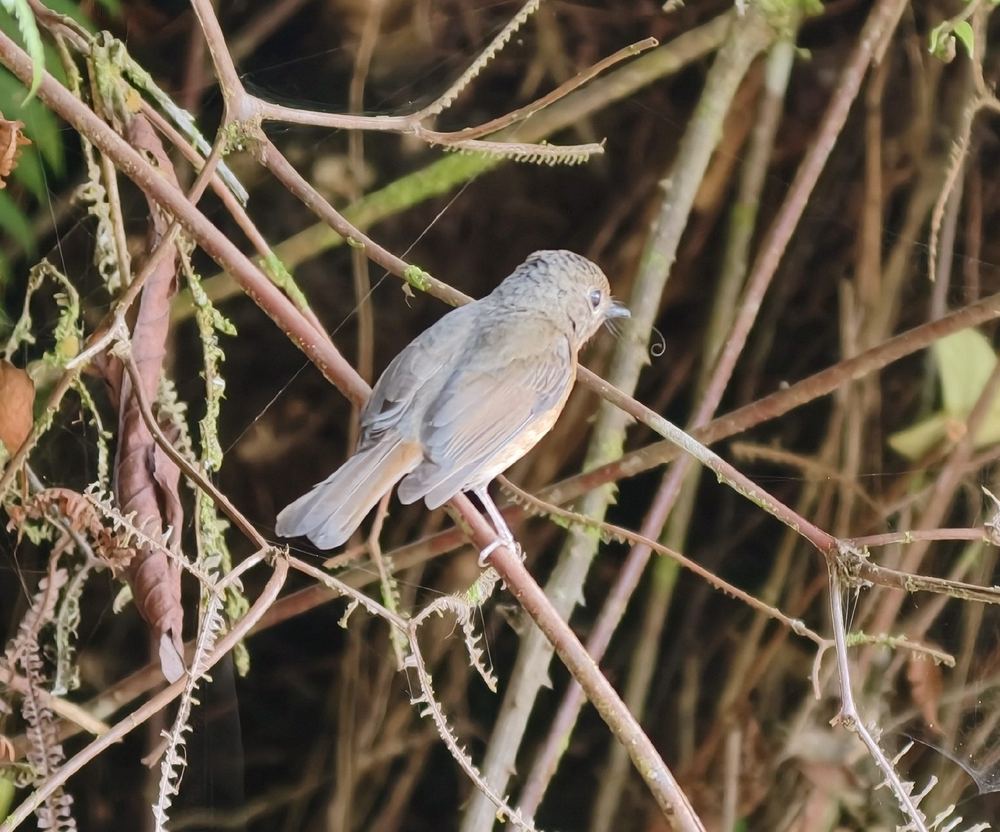 Hill Blue Flycatcher