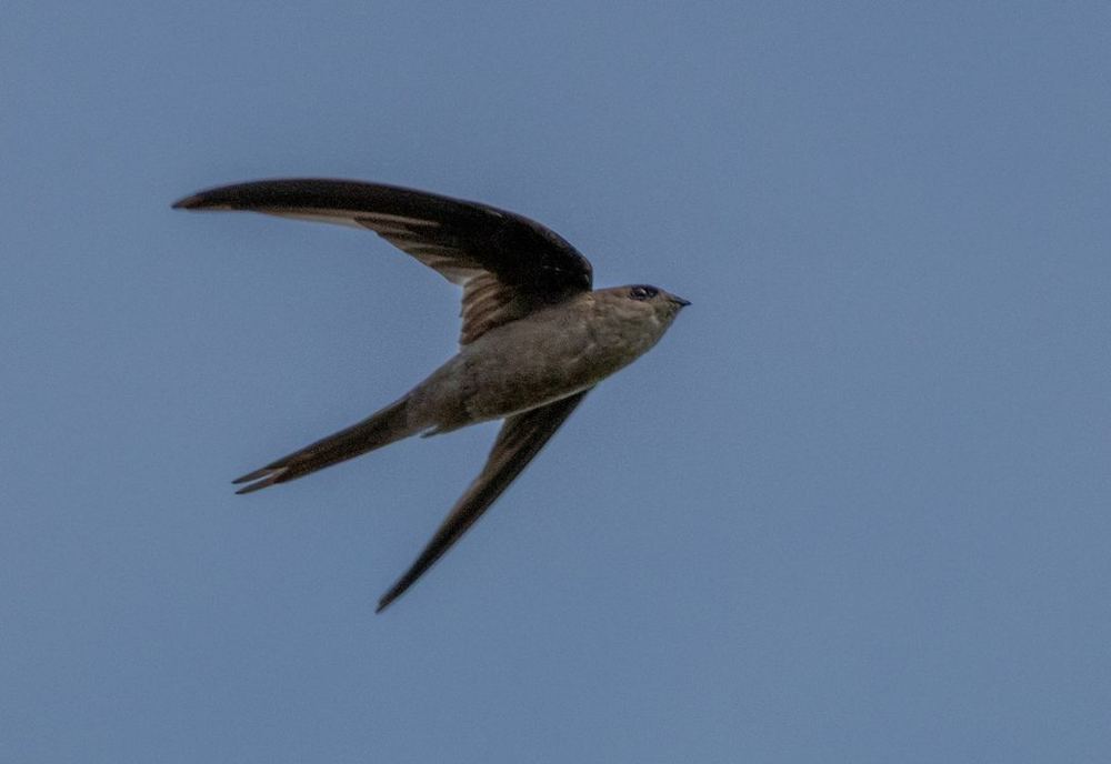 Asian Palm Swift