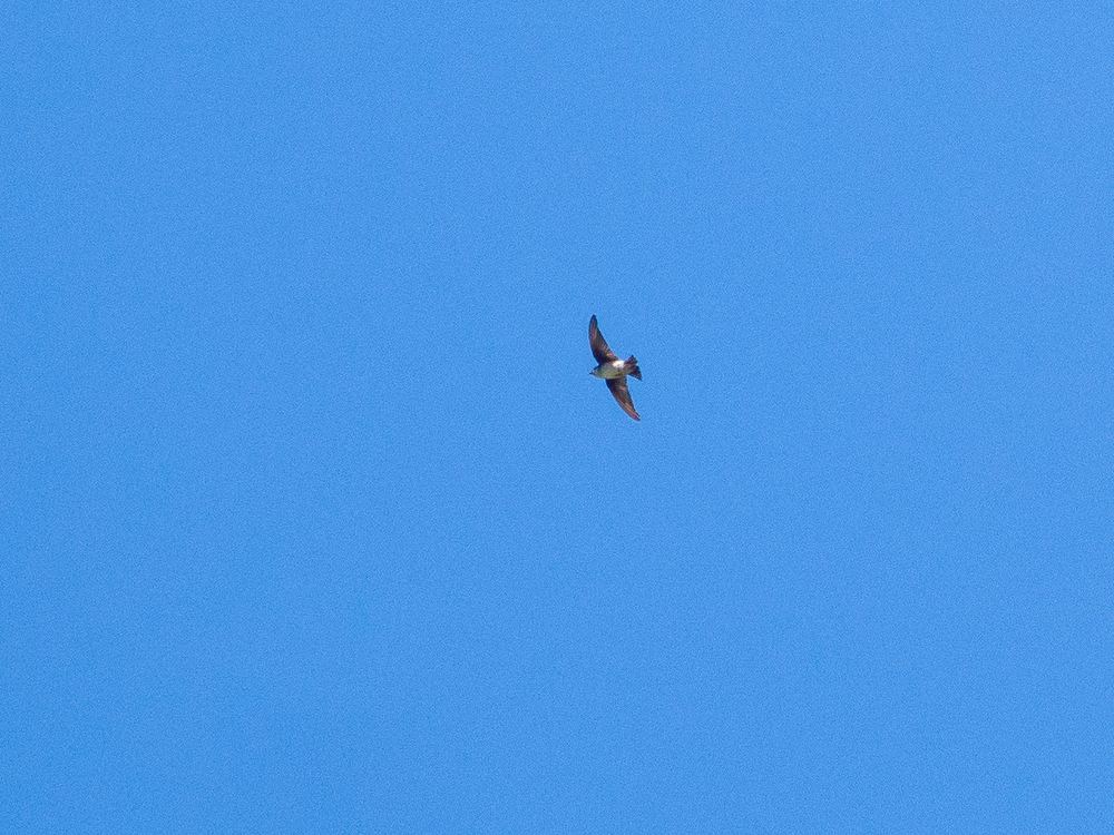 Asian House-Martin