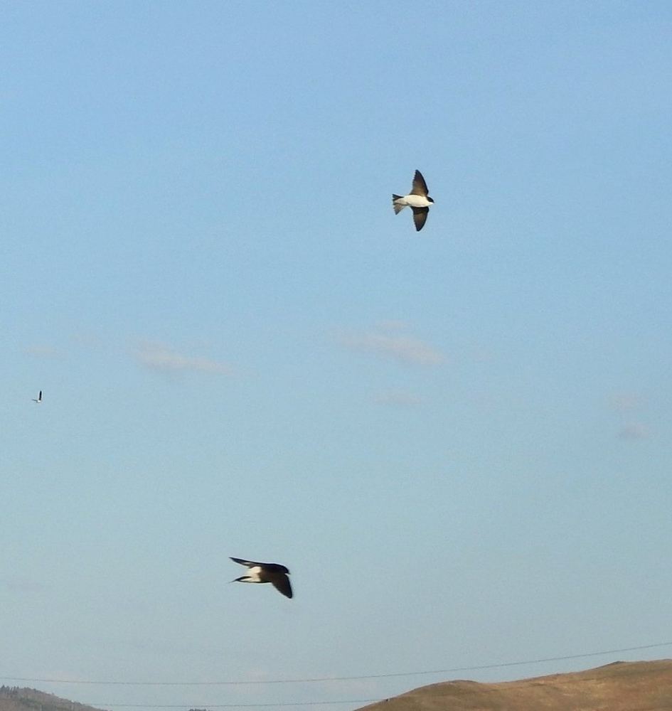 Siberian House Martin