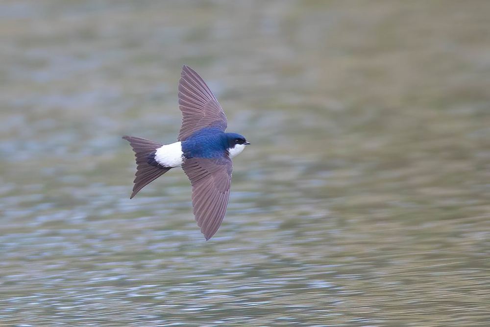 Western House Martin