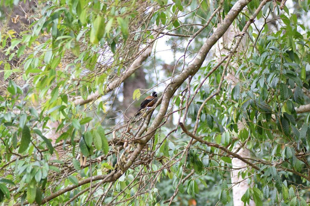 Collared Treepie