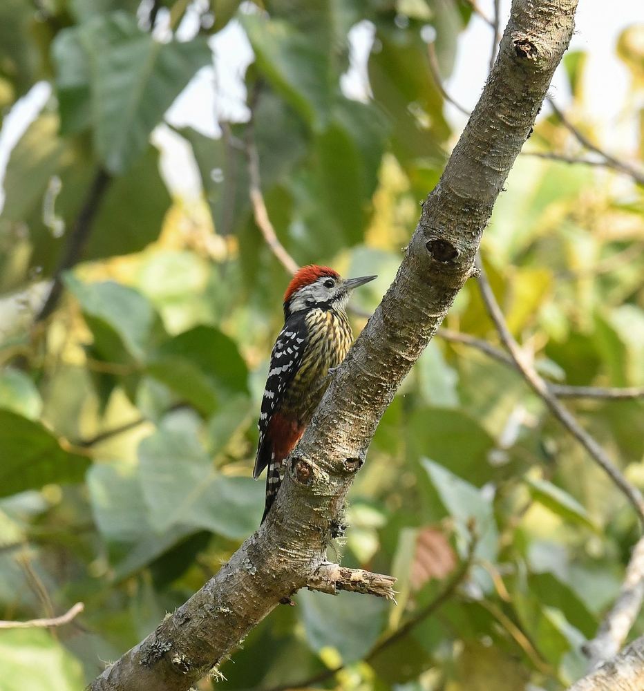 Stripe-breasted Woodpecker