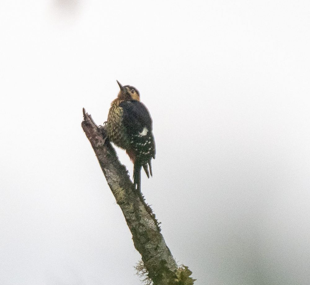 Darjeeling Woodpecker
