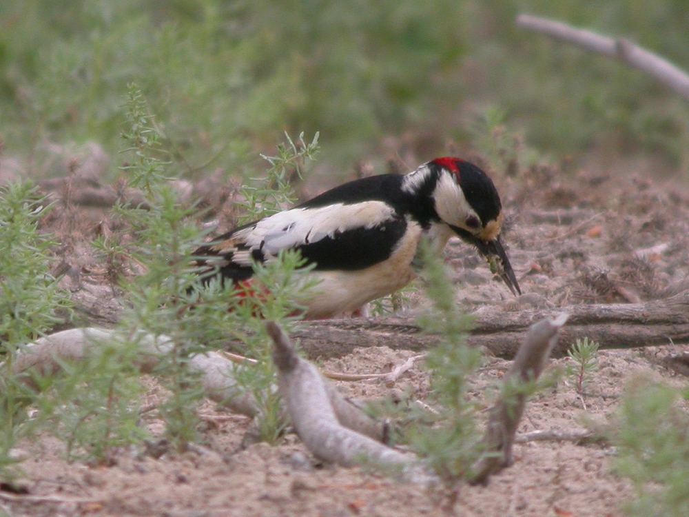 Dendrocopos leucopterus